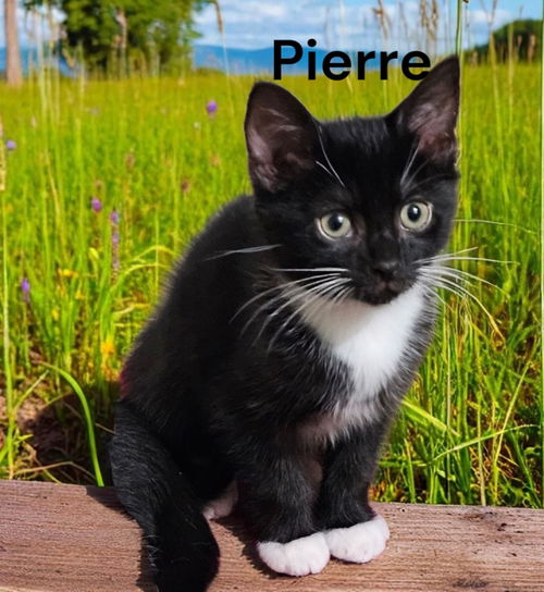 Pierre