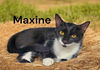 Maxine