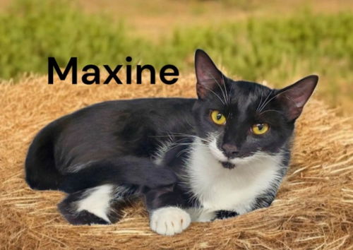 Maxine