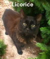 Licorice