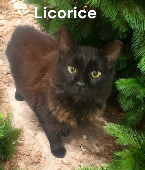 Licorice
