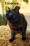Licorice