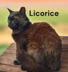 Licorice