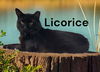 Licorice