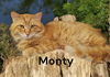 Monty
