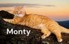 Monty