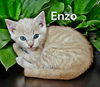 Enzo