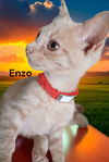 Enzo