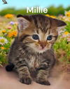Millie