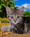 Millie