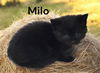 Milo