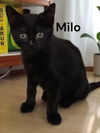 Milo