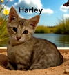 Harley