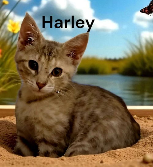 Harley