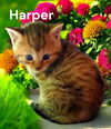 Harper