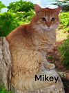 Mikey