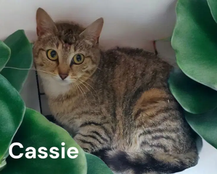 Cassie image 2