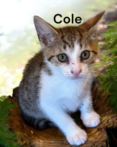 Cole