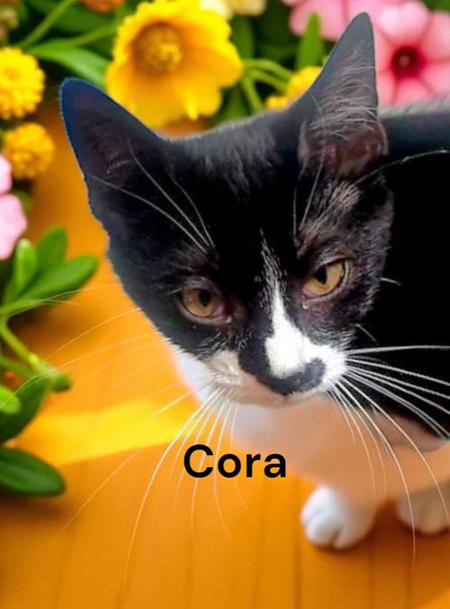 Cora
