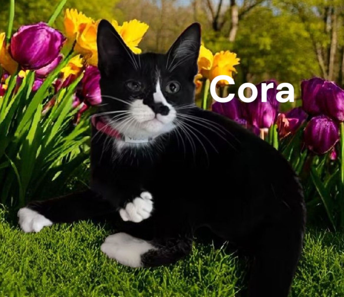 adoptable Cat in Newport News, VA named Cora