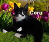 adoptable Cat in  named Cora