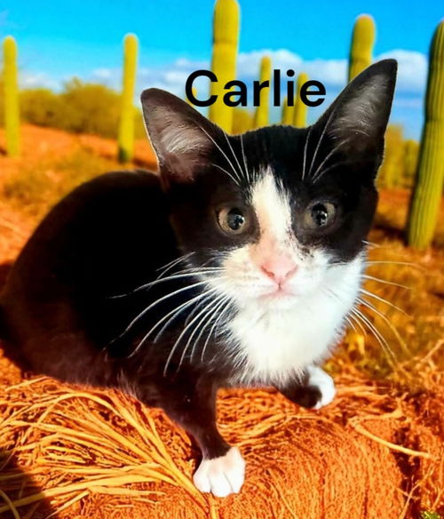 Carlie
