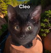 Cleo