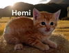 Hemi