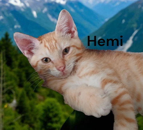 Hemi