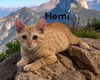 Hemi