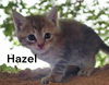 Hazel