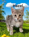Hazel