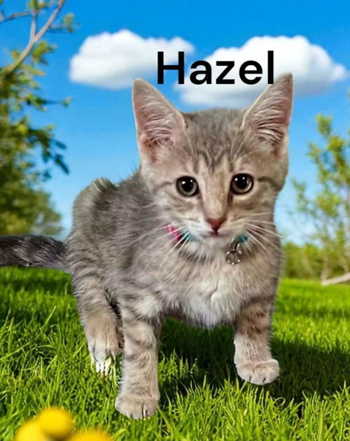 Hazel