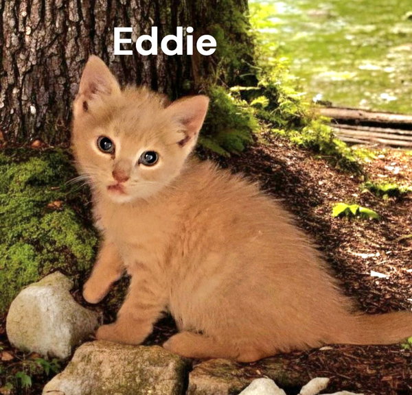 Eddie