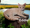 Eddie