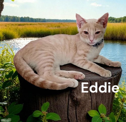 Eddie