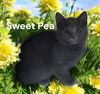 Sweet Pea