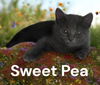 Sweet Pea