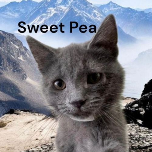 Sweet Pea