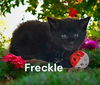 Freckle