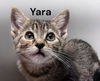 Yara