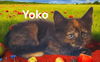Yoko