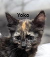 Yoko