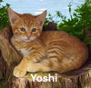 Yoshi