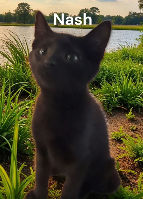 Nash