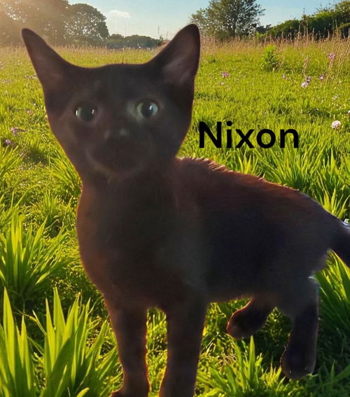 Nixon