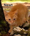 Newt