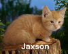 Jaxson
