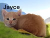 Jayce