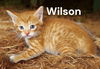 Wilson